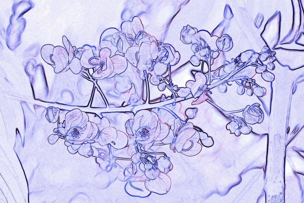 Lavender Orchid Outline by Santhosh ch — canvas wall art