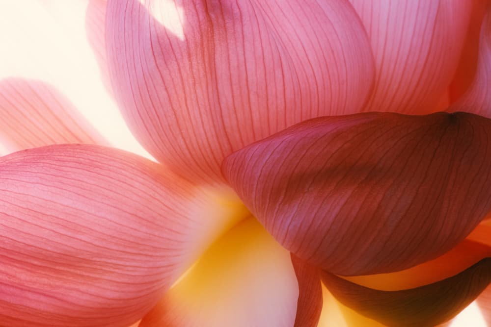 Pink Lotus Petals by Tetsuji Fujino — canvas wall art
