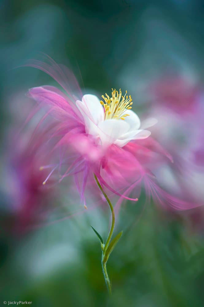 Dreamy Pink Columbine by Jacky Parker — canvas wall art