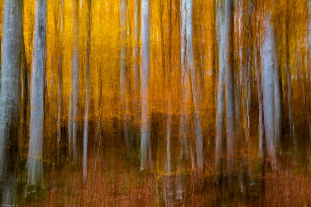Golden Autumn Forest Blur by Barré Thierry — canvas wall art