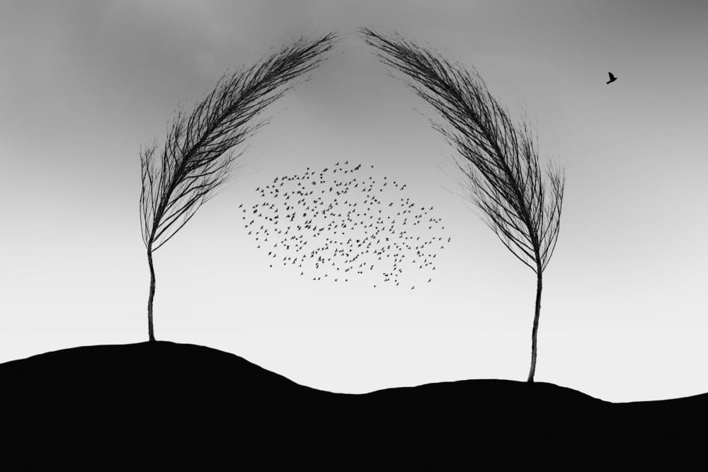 Birds' Feathered Sanctuary by Marchevca Bogdan — canvas wall art
