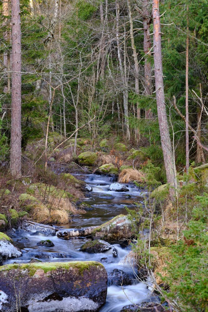 Forest Stream Flow by Geertjan Plooijer — canvas wall art