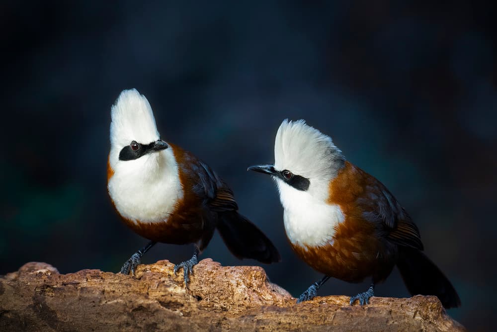 Elegant Crested Birds by Abdul Saleem — canvas wall art
