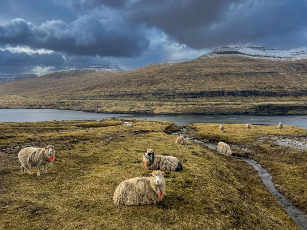 Faroe Island Sheep by Jure Kravanja — canvas wall art