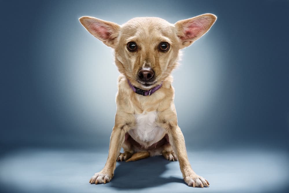 Big Eared Chihuahua by Moshe Nachumovich — canvas wall art