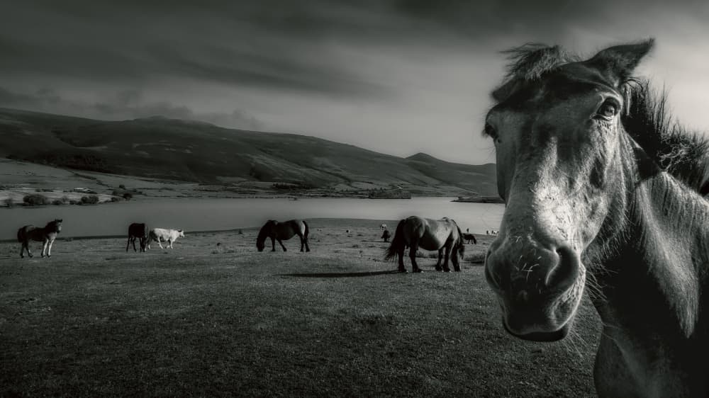 Moody Mountain Horses by Marco Antonio Cobo — canvas wall art
