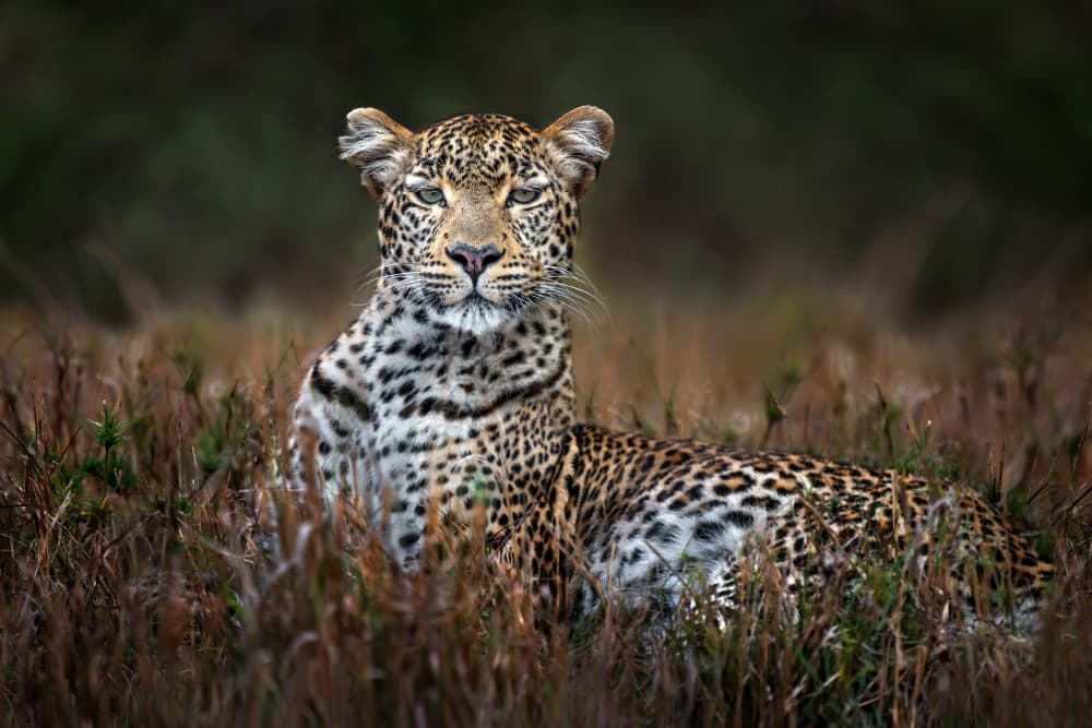Watchful African Leopard by Xavier Ortega — canvas wall art