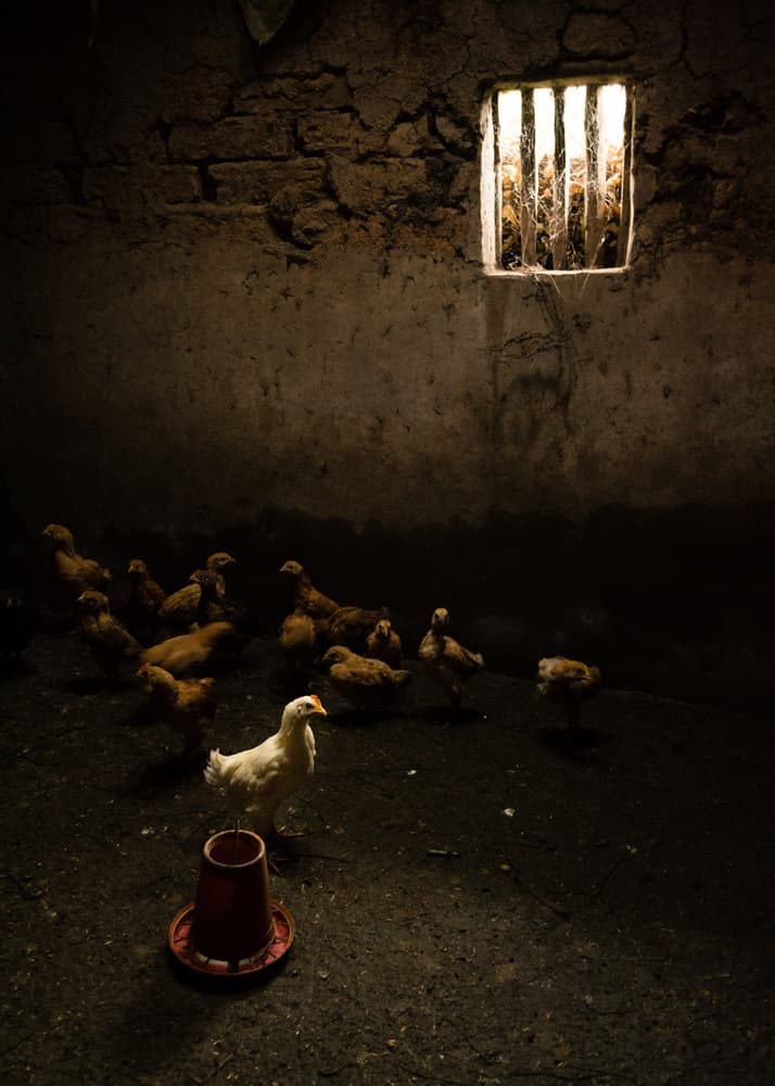 Chicks in Dark Barn by Yumian Deng — canvas wall art