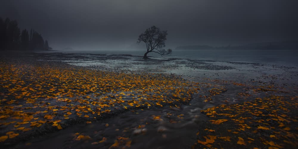 Lonely Tree Golden Autumn by Hafiz Ismail — canvas wall art