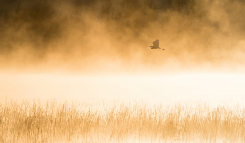 Golden Morning Flight by Alex Li — canvas wall art