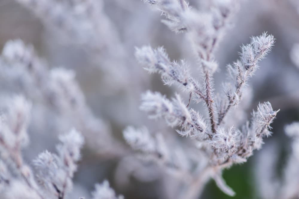 Serene Frosted Branches by Javier Pardina — canvas wall art