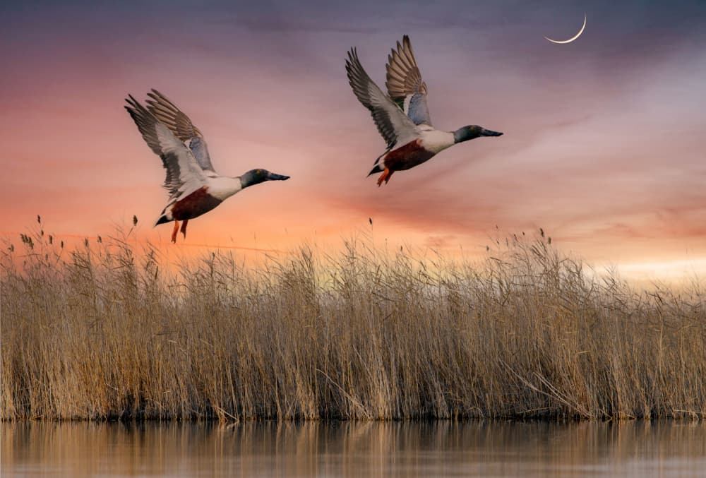 Ducks Flying at Sunset by אייל בר אור • Eyal Bar Or — canvas wall art