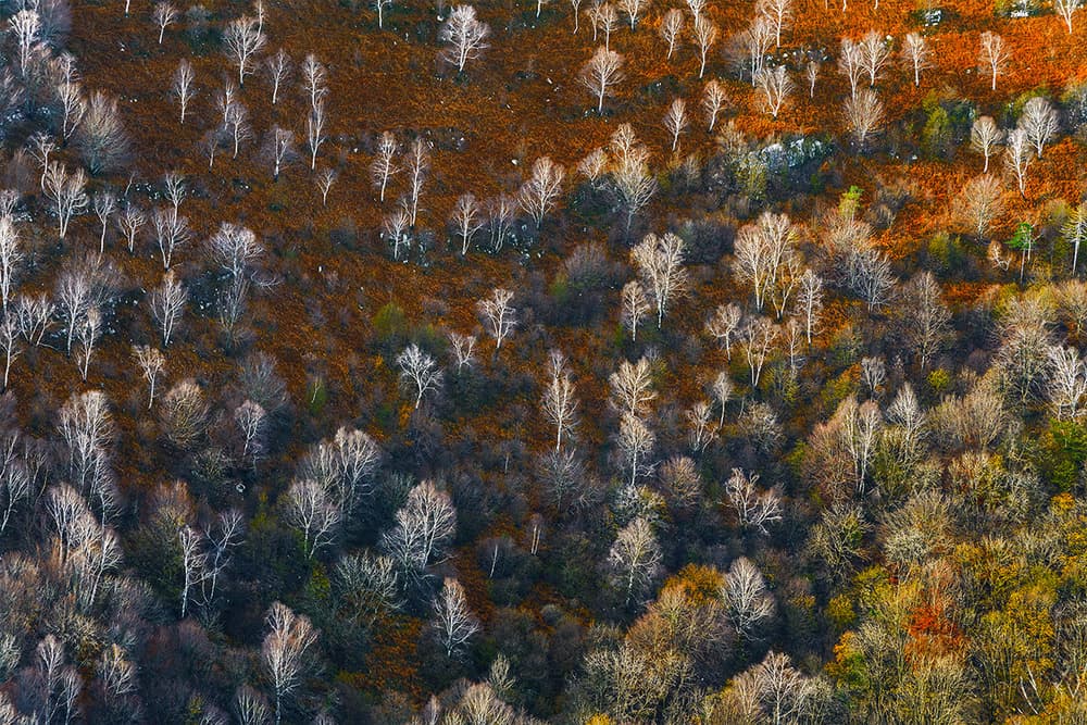 Autumn Forest View by Roberto Marini — canvas wall art