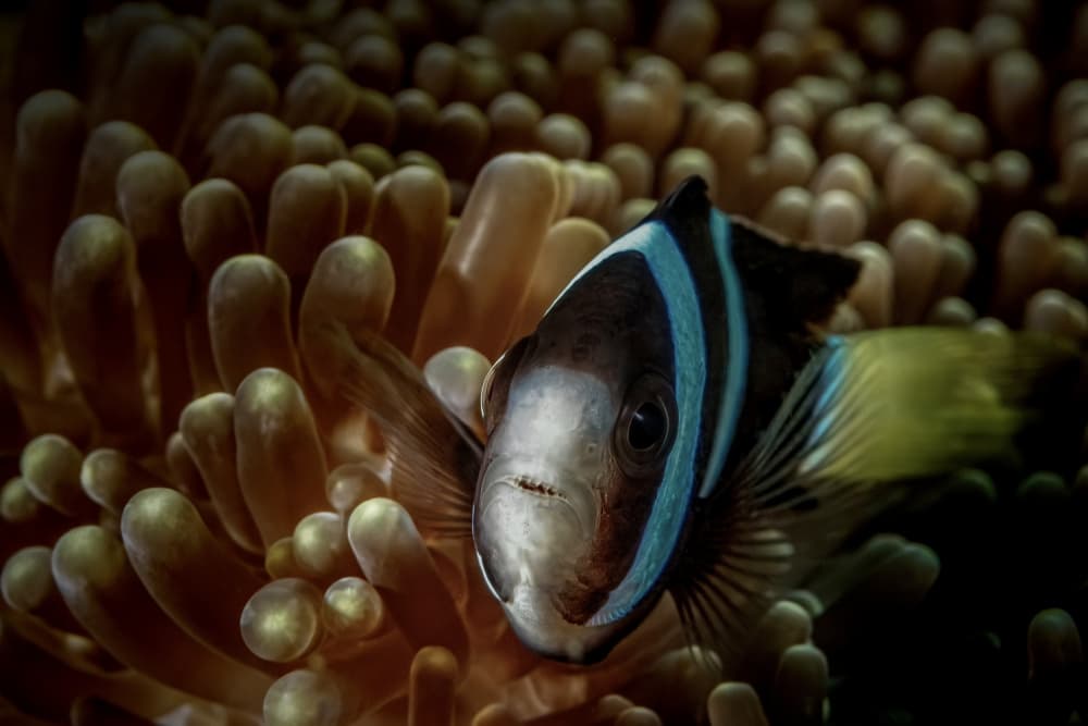 Hidden Clownfish World by Serge Melesan — canvas wall art