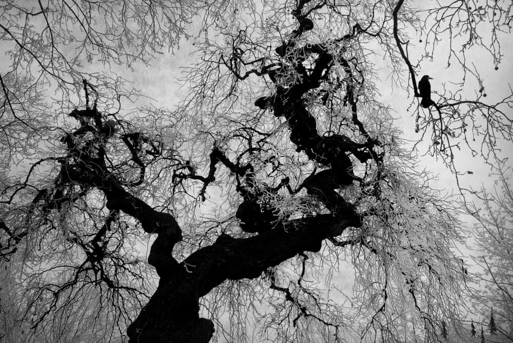 Winter Crow Tree by Nicoleta Gabor — canvas wall art