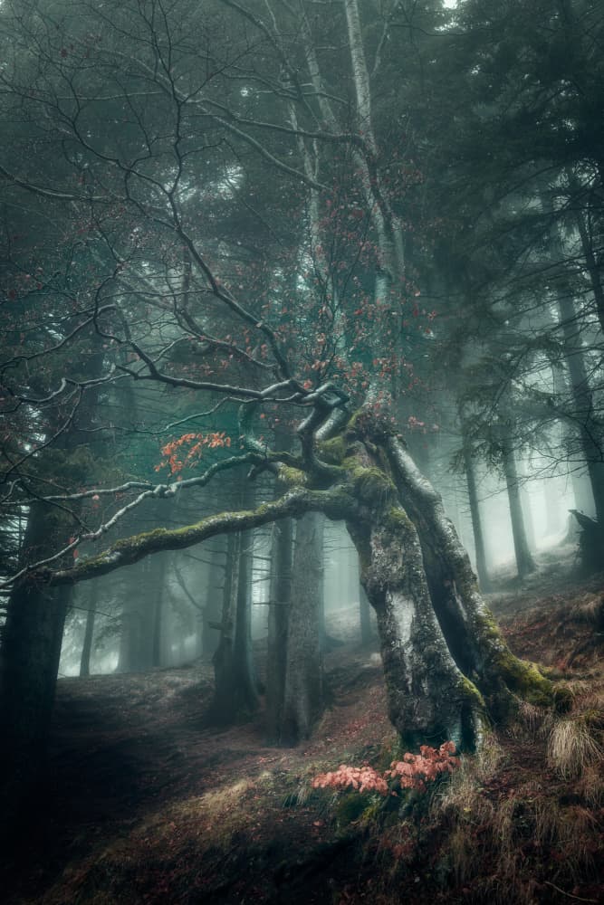 Mysterious Forest Path by Ionut Petrea — canvas wall art