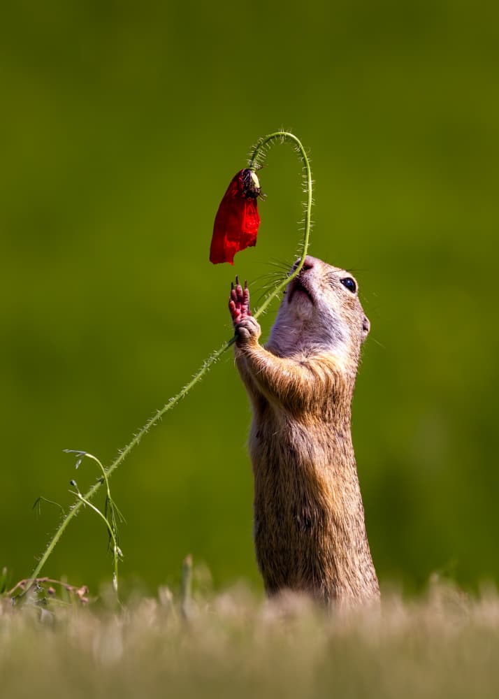 Curious Squirrel and Poppy by Dennis Zhang — canvas wall art