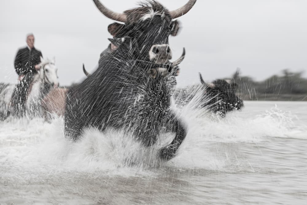 Powerful Bulls Charge Water by Martine Benezech — canvas wall art