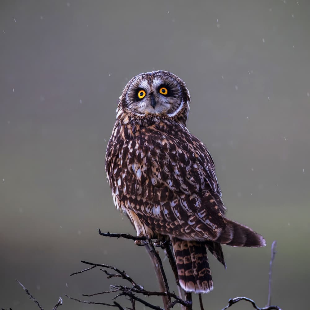 Watchful Owl in Rain by Taksing (吉星高照) — canvas wall art
