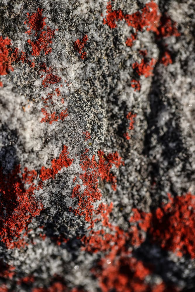 Nature's Patina by Shot by Clint — canvas wall art