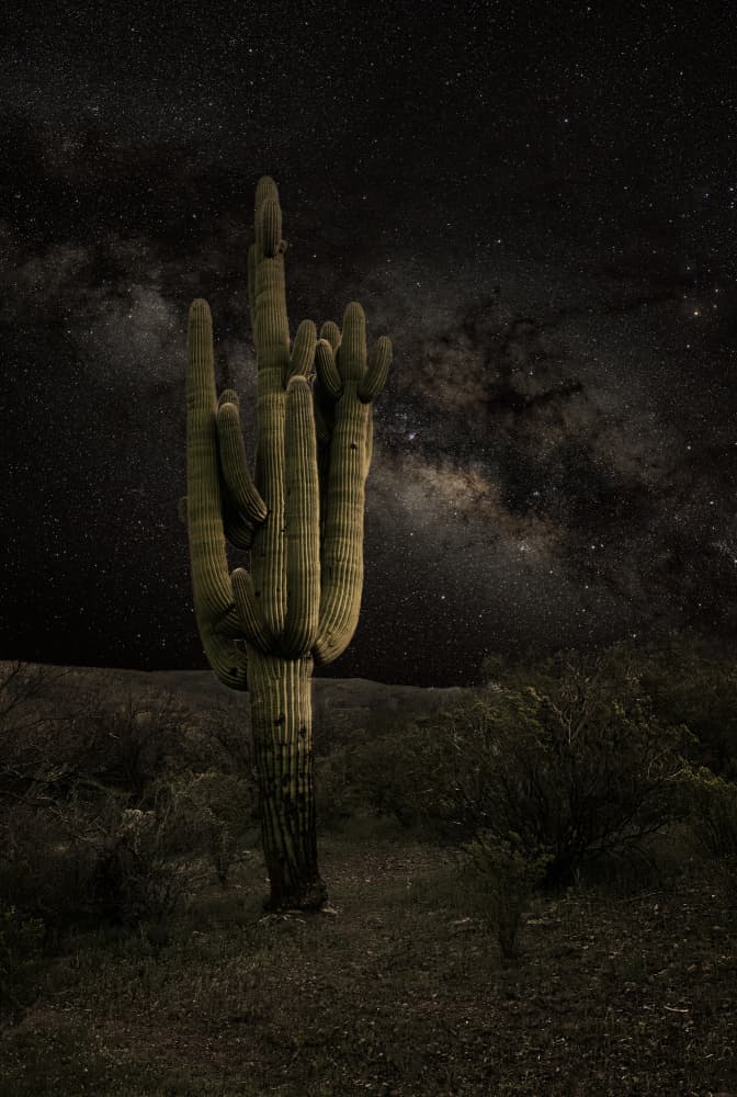 Saguaro Cactus Milky Way by Gary Perlow — canvas wall art