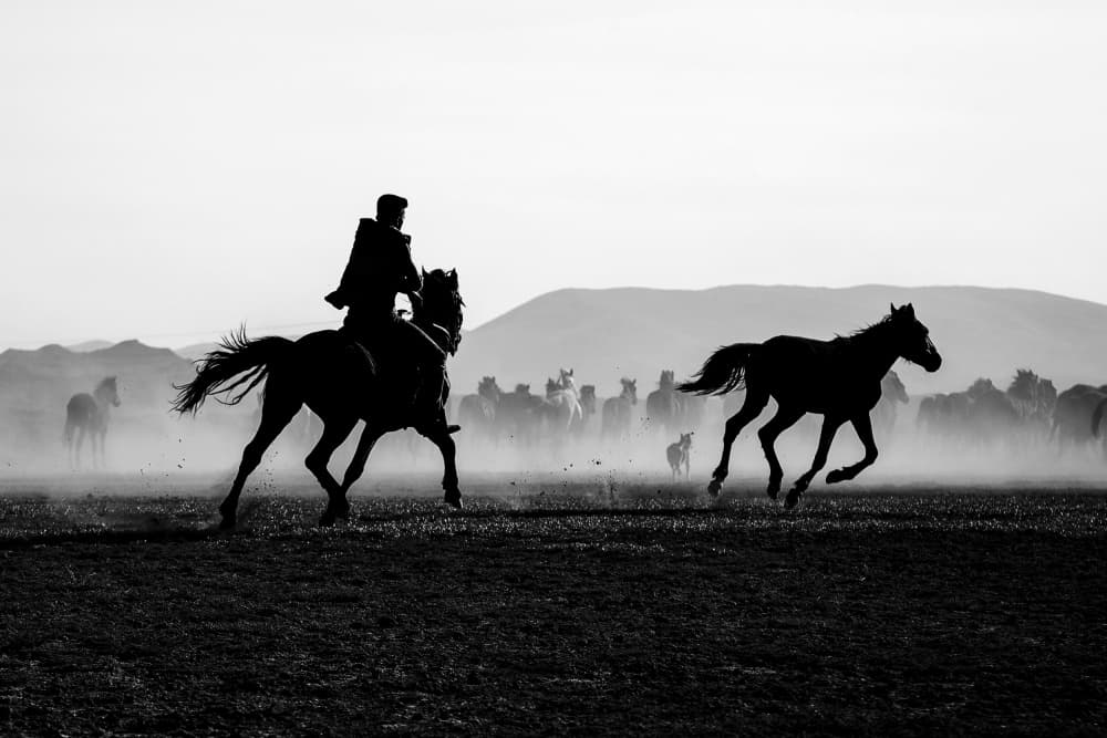 Wild Horses Gallop Free by Emel Sefer — canvas wall art