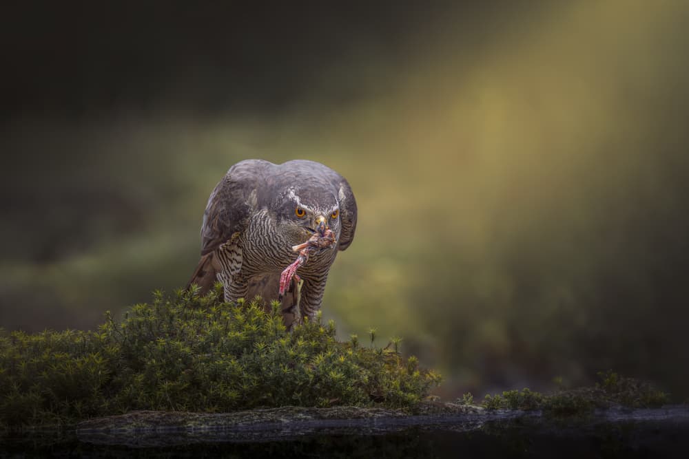 Wild Hawk's Feast by Gert J ter Horst — canvas wall art
