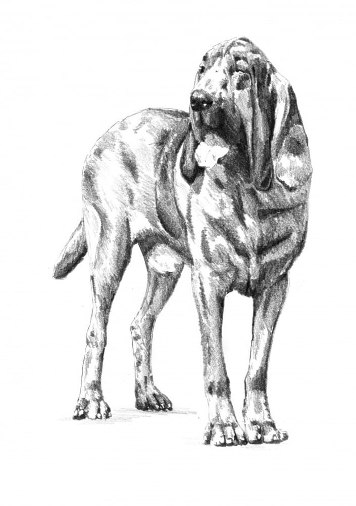 Noble Bloodhound Sketch by Kulik — canvas wall art