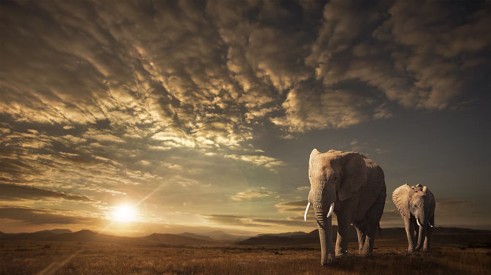 African Sunset Elephants by Jackson Carvalho — canvas wall art