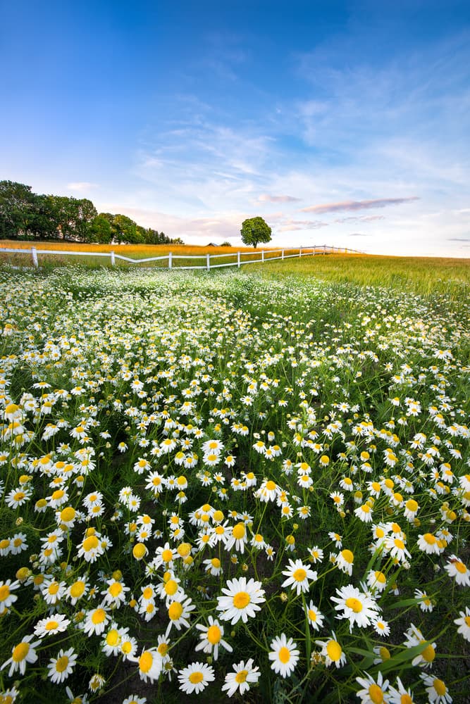 Summer Daisy Meadow by Christian Lindsten — canvas wall art
