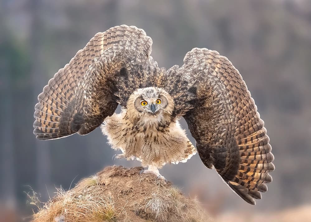 Young Owl Wings Spread by Annie Poreider — canvas wall art