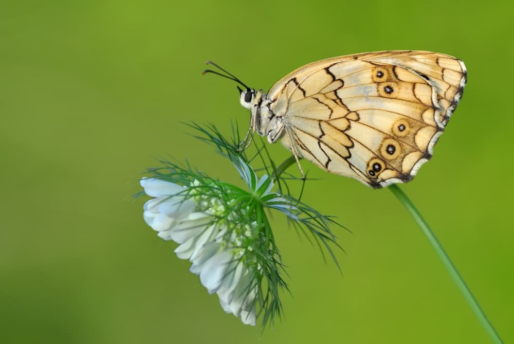 Gentle Butterfly on Flower by Mustafa öztürk — canvas wall art