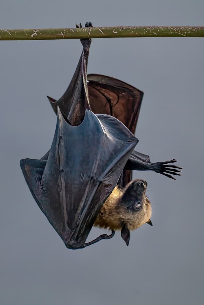 Giant Fruit Bat by Serge Melesan — canvas wall art