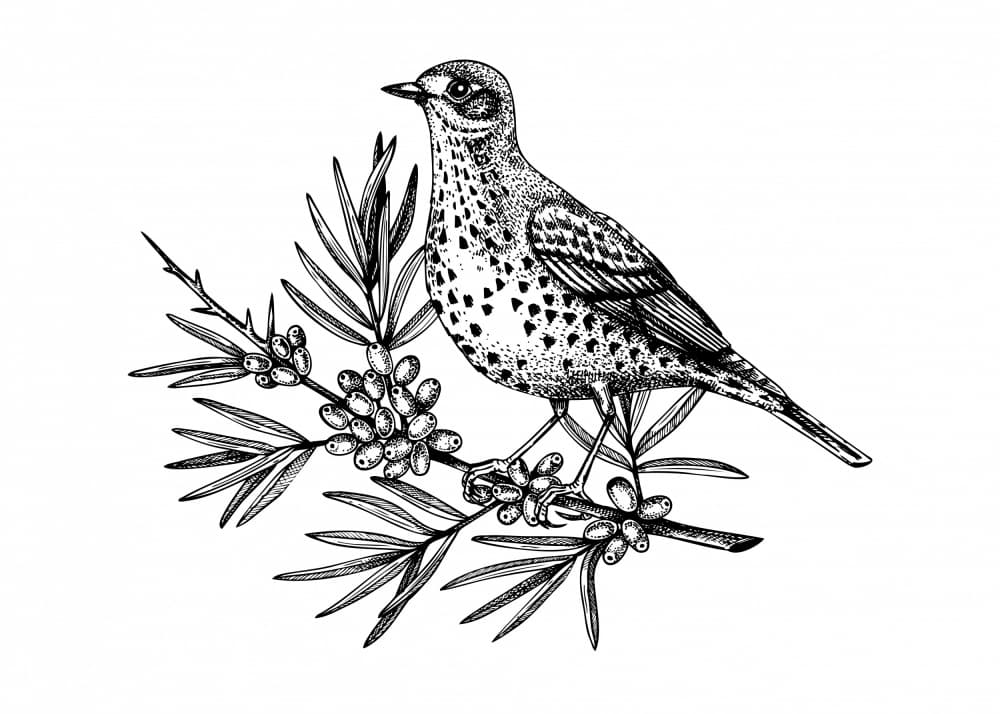 Spotted Bird on Berries by Yevheniia Lytvynovych — canvas wall art