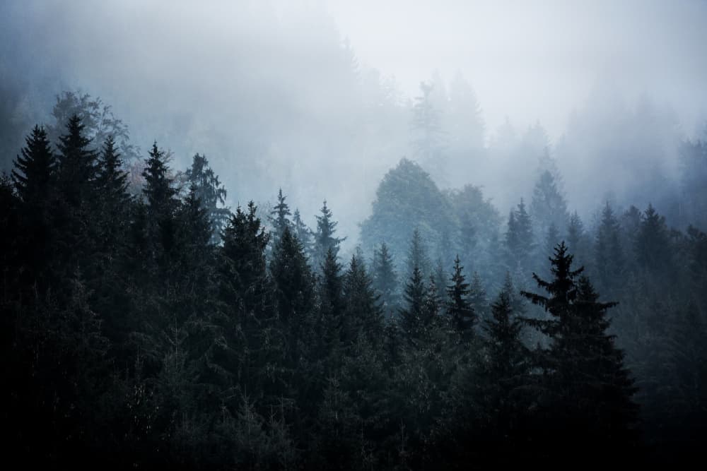 Foggy Woods 5 by Mareike Böhmer — canvas wall art