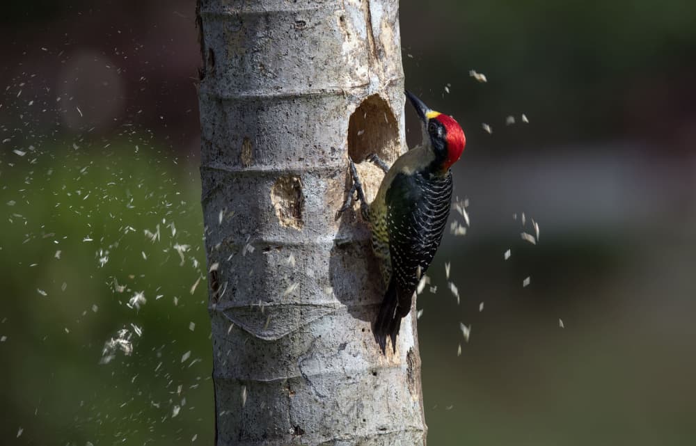 Woodpecker At Work by Betty Liu — canvas wall art