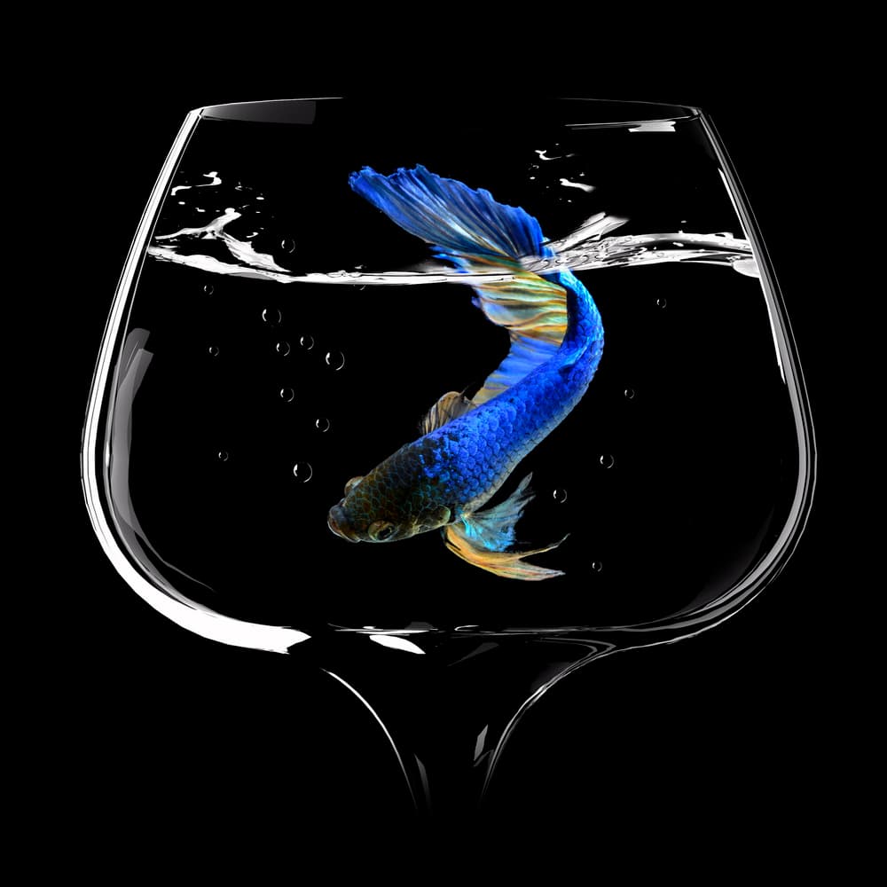 Vibrant Betta Fish Glass by Antonyus Bunjamin (Abe) — canvas wall art