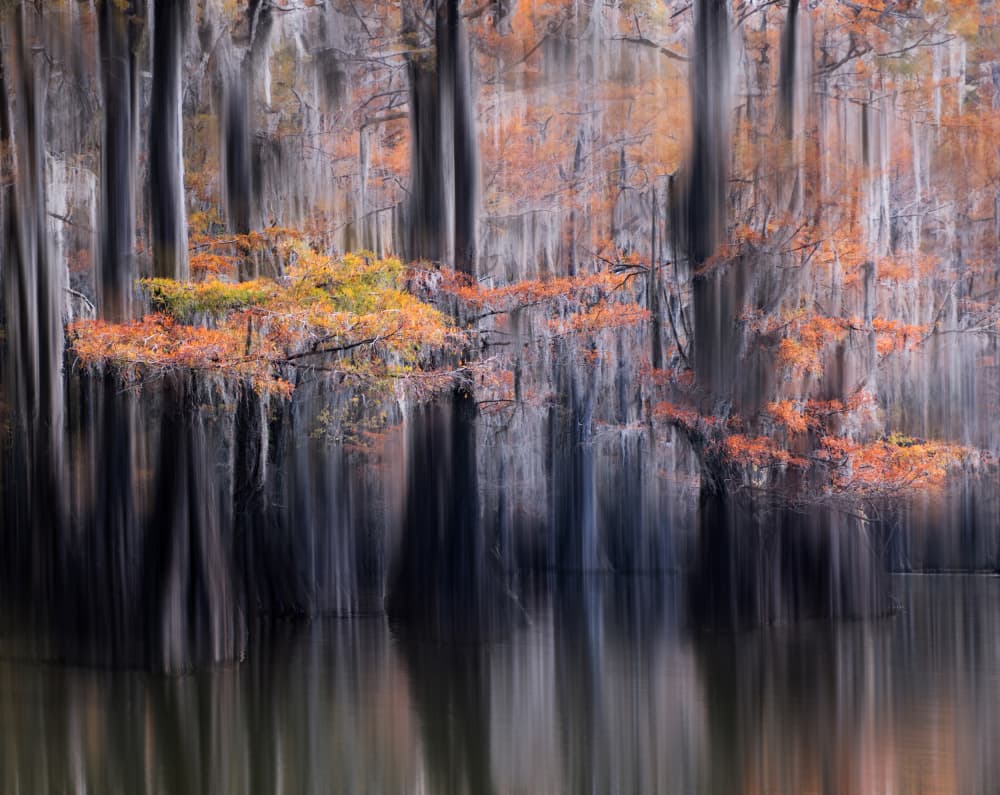 Orange Cypress Reflections by NanZ — canvas wall art