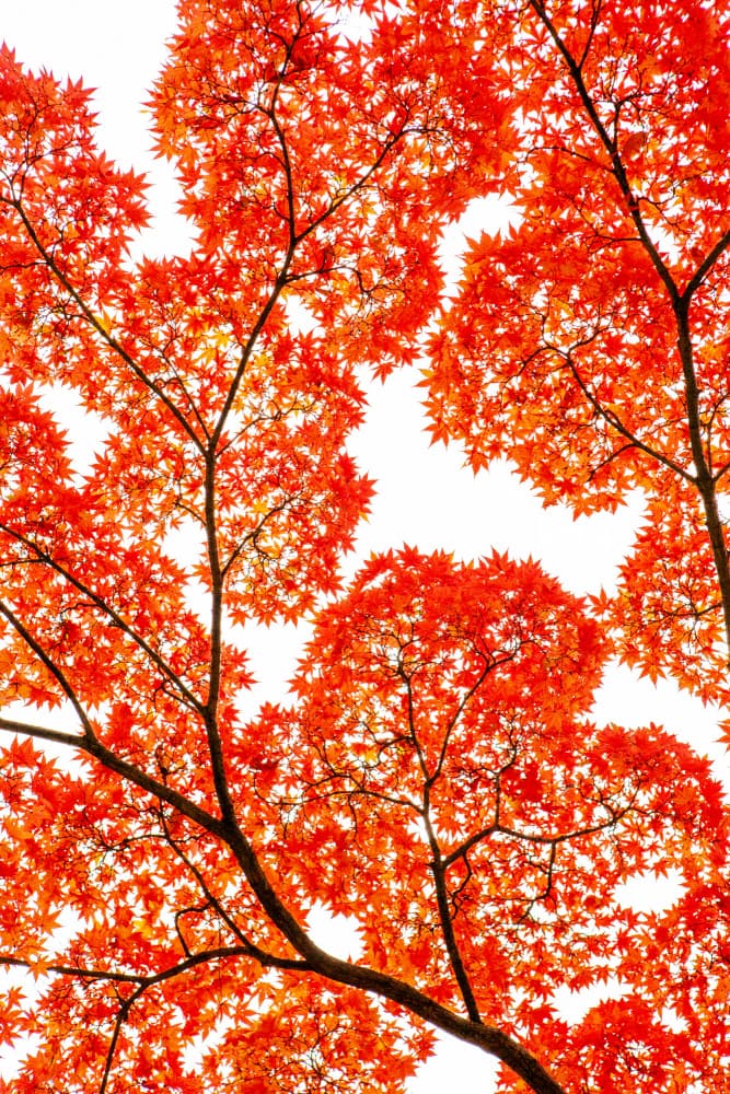 Fiery Autumn Maples by KUNIHIRO TAKUMA — canvas wall art