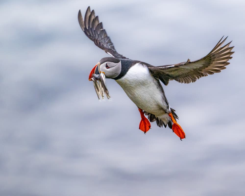 Puffin Brings Home Dinner by Wenjin Yu — canvas wall art