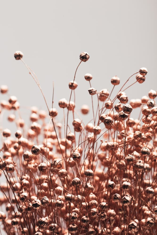Rose Gold Botanicals by Pictufy Studio III — canvas wall art