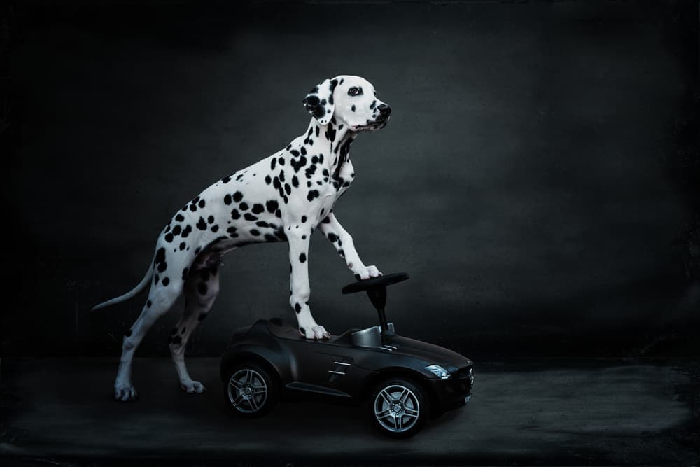 Stylish Dalmatian Car by Ute Scherhag — canvas wall art