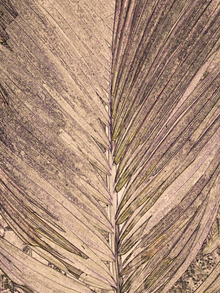 Textured Palm Frond by Santhosh ch — canvas wall art