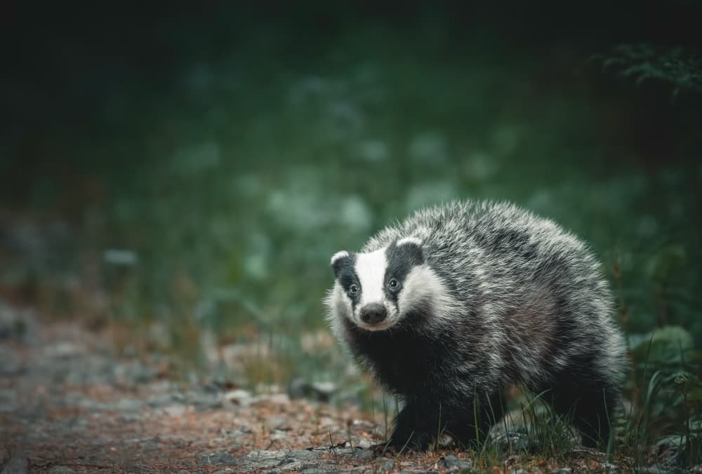 Curious Forest Badger by Christian Lindsten — canvas wall art