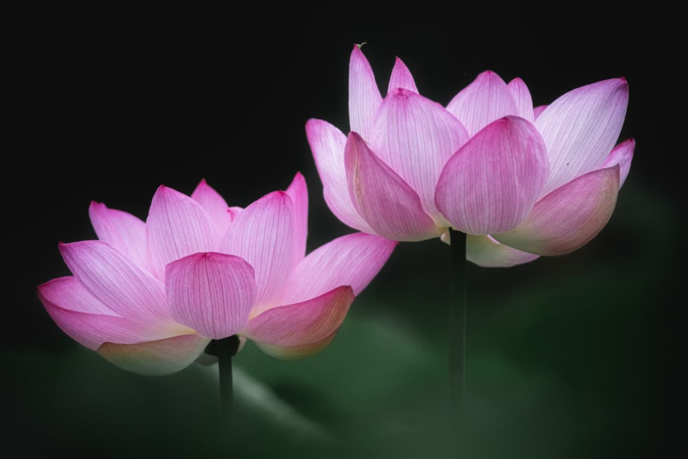 Elegant Pink Lotuses by Takashi Suzuki — canvas wall art