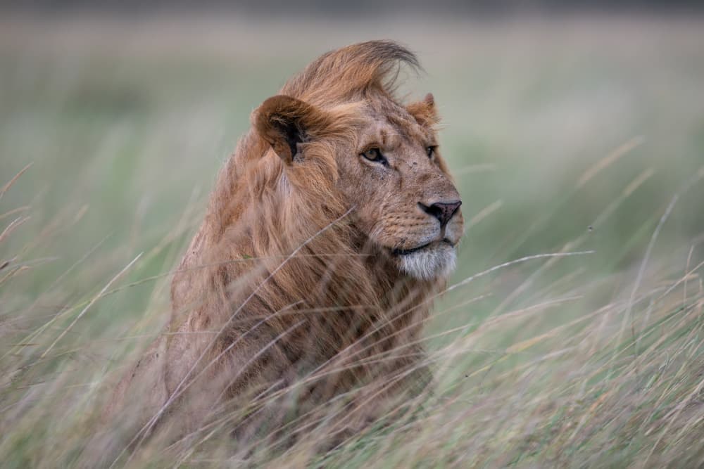Golden Mane Lion by Bjoern Alicke — canvas wall art