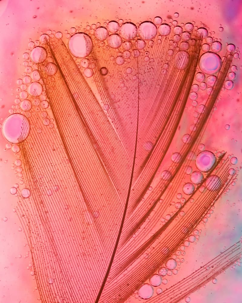 Pink Feather Bubbles by Ivan Lesica — canvas wall art