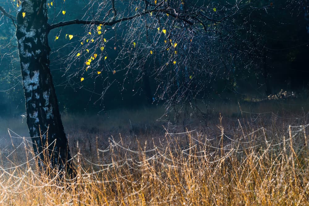 Birch In Morning Mist by Ria Groot Zevert — canvas wall art
