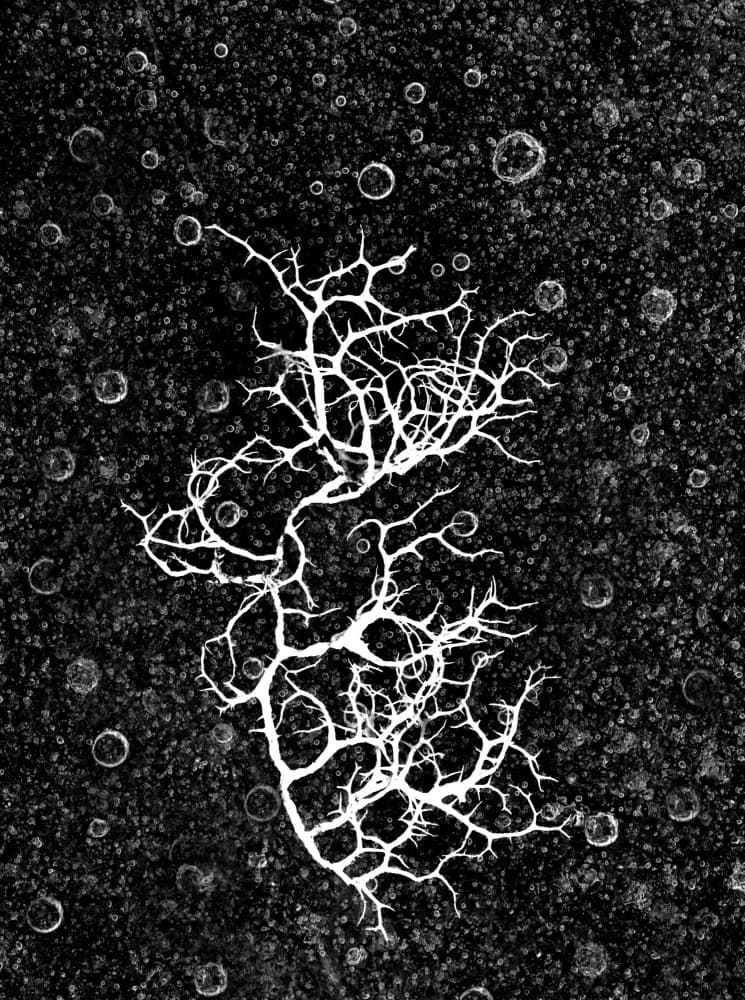 Stark Organic Branches by Laurentiu Pavel — canvas wall art