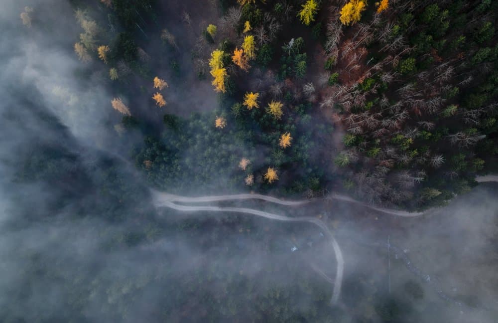 Misty Forest Path by Ales Krivec — canvas wall art